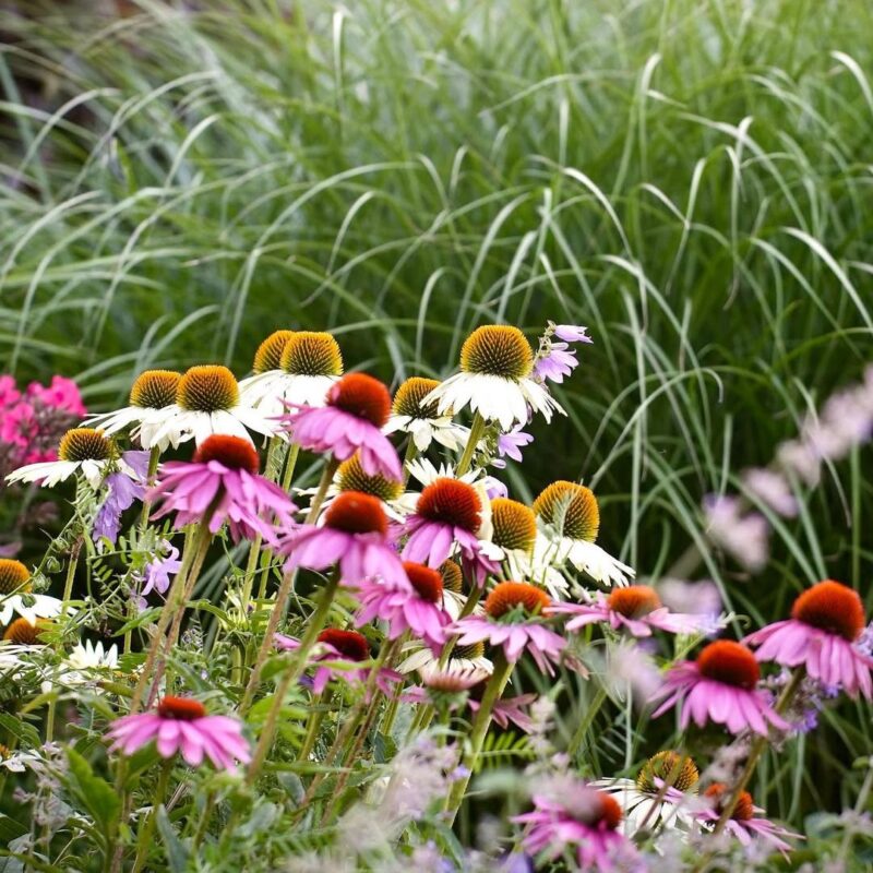 Kasvirág › Echinacea Purpurea › Rubinstern és Alba együtt