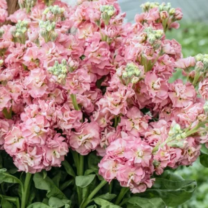 Nyári Viola › Matthiola Incana › Stox Antique Rose