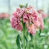Nyári Viola › Matthiola Incana › Stox Antique Rose