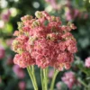 Nyári Viola › Matthiola Incana › Stox Antique Rose - Image 5