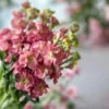 Nyári Viola › Matthiola Incana › Stox Antique Rose - Image 4
