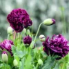 Bazsarózsa virágú díszpipacs › Papaver paeoniflorum › Black Peony
