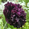 Bazsarózsa virágú díszpipacs › Papaver paeoniflorum › Black Peony - Image 2