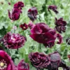 Bazsarózsa virágú díszpipacs › Papaver paeoniflorum › Black Peony - Image 5