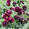 Bazsarózsa virágú díszpipacs › Papaver paeoniflorum › Black Peony