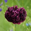 Bazsarózsa virágú díszpipacs › Papaver paeoniflorum › Black Peony