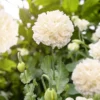 Bazsarózsa virágú díszpipacs › Papaver paeoniflorum › Cream