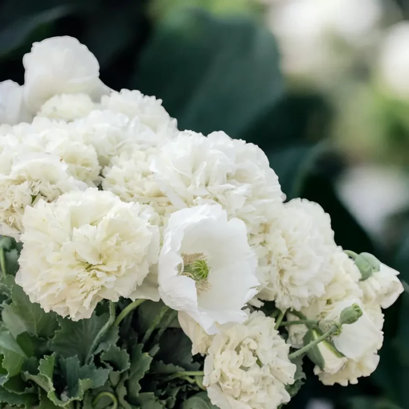 Bazsarózsa virágú díszpipacs › Papaver paeoniflorum › Cream