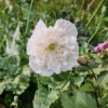 Bazsarózsa virágú díszpipacs › Papaver paeoniflorum › Cream - Image 4