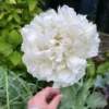 Bazsarózsa virágú díszpipacs › Papaver paeoniflorum › Cream - Image 2