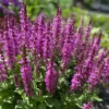 Ligeti zsálya › Salvia Superba › Merleau Rose