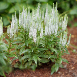 Macskafarkú Veronika › Veronica Spicata › Alba