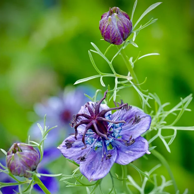 Borzaskata › Nigella Papillosa › Midnight - Image 5