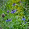 Borzaskata › Nigella Papillosa › Midnight - Image 4