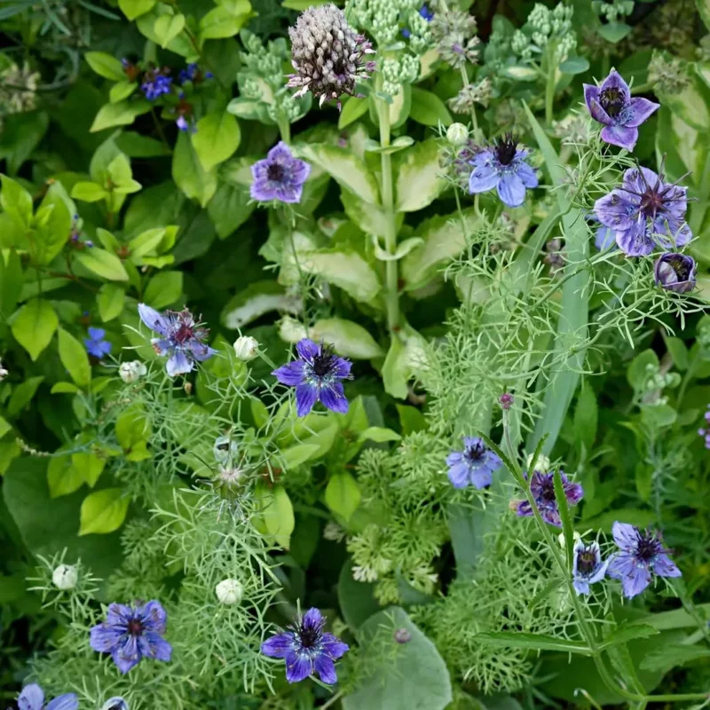 Borzaskata › Nigella Papillosa › Midnight - Image 3