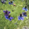 Borzaskata › Nigella Papillosa › Midnight