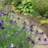 Borzaskata › Nigella Papillosa › Midnight