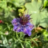 Borzaskata › Nigella Papillosa › Midnight