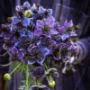 Borzaskata › Nigella Papillosa › Midnight - Image 8