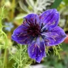 Borzaskata › Nigella Papillosa › Midnight - Image 2