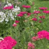Cickafark › Achillea Millefolium › Cerise Queen - Image 4