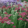 Cickafark › Achillea Millefolium › Cerise Queen - Image 3