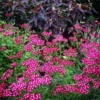 Cickafark › Achillea Millefolium › Cerise Queen