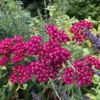 Cickafark › Achillea Millefolium › Cerise Queen - Image 2