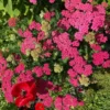 Cickafark › Achillea Millefolium › Cerise Queen