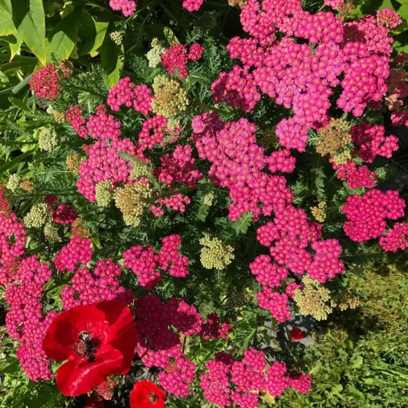Cickafark › Achillea Millefolium › Cerise Queen