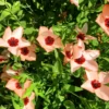 Díszlen › Linum Grandiflorum › Charmer Salmon - Image 2