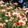 Díszlen › Linum Grandiflorum › Charmer Salmon - Image 3