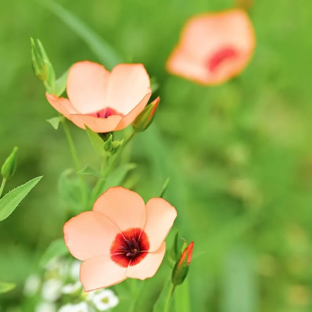 Díszlen › Linum Grandiflorum › Charmer Salmon