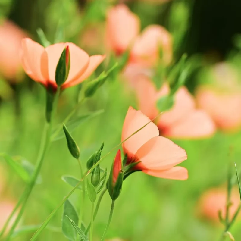 Díszlen › Linum Grandiflorum › Charmer Salmon - Image 5