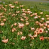 Díszlen › Linum Grandiflorum › Charmer Salmon