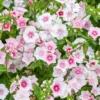 Egynyári Lángvirág › Phlox Drummondii › Blushing Bride