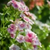 Egynyári Lángvirág › Phlox Drummondii › Blushing Bride