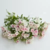 Egynyári Lángvirág › Phlox Drummondii › Blushing Bride - Image 6