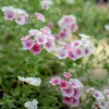Egynyári Lángvirág › Phlox Drummondii › Blushing Bride - Image 2