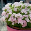 Egynyári Lángvirág › Phlox Drummondii › Blushing Bride - Image 4