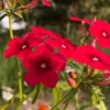 Egynyári Lángvirág › Phlox Drummondii › Coccinea