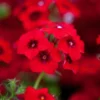 Egynyári Lángvirág › Phlox Drummondii › Coccinea - Image 4