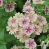 Egynyári Lángvirág › Phlox Drummondii › Creme Brulee