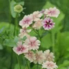 Egynyári Lángvirág › Phlox Drummondii › Creme Brulee