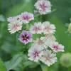Egynyári Lángvirág › Phlox Drummondii › Creme Brulee - Image 3