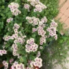 Egynyári Lángvirág › Phlox Drummondii › Creme Brulee - Image 2