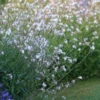 Évelő Díszgyertya › Gaura Lindheimeri › The Bride - Image 3
