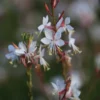 Évelő Díszgyertya › Gaura Lindheimeri › The Bride