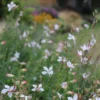 Évelő Díszgyertya › Gaura Lindheimeri › The Bride