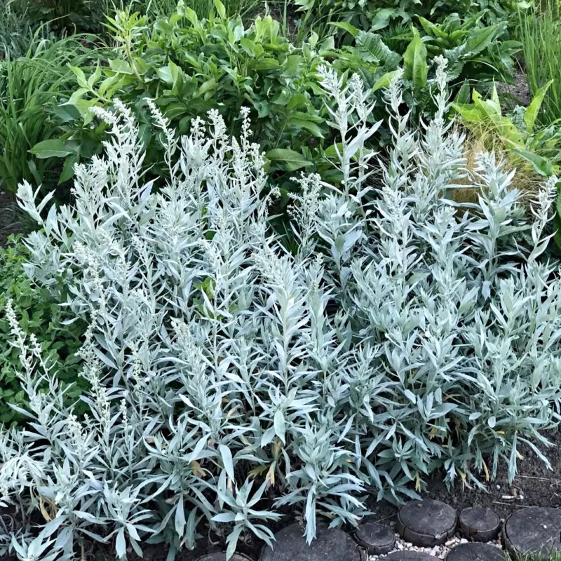 Gyopáros üröm › Artemisia Ludoviciana